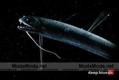 Quiksilver Deep Blue